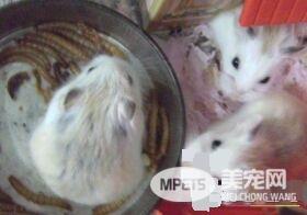 老婆婆仓鼠怎么养 给它备一个光线比较暗的环境