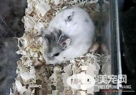 花斑仓鼠怎么养 饮水最好是给煮沸过的开水