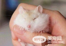 花斑仓鼠怎么养 饮水最好是给煮沸过的开水