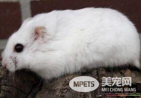 白熊仓鼠怎么养 最适合的温度约在27摄氏度