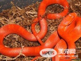 玉米蛇如何饲养 晚上温度需要维持在19到23度