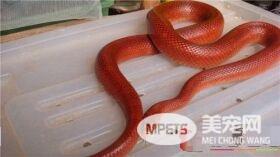 怎么养玉米蛇 家庭饲养最好喂小白鼠