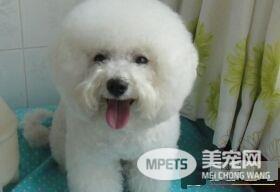 卷毛比熊犬怎么养 比熊幼犬切忌喂食火腿肠