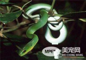 翠青蛇怎么养 翠青蛇喜欢阴凉潮湿的环境