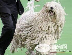 可蒙犬怎么养 洋葱是绝对不可以喂给狗吃的