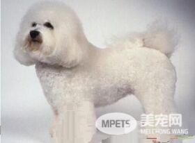 卷毛比熊犬饲养方法 比熊宝宝与小孩应保持一定距离