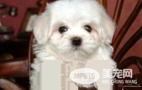 卷毛比熊犬饲养方法 比熊宝宝与小孩应保持一定距离