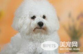 卷毛比熊犬喂养 每天的饲料应配肉类150到180克