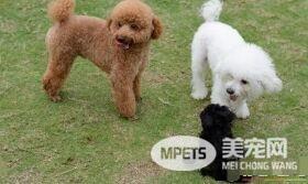 卷毛比熊犬喂养 每天的饲料应配肉类150到180克