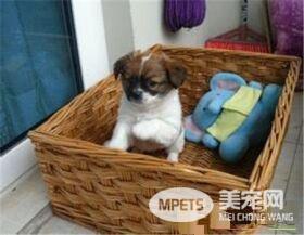 蝴蝶犬要怎么养 3个月内蝴蝶犬每天至少喂3到4次