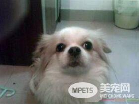 蝴蝶犬要怎么养 3个月内蝴蝶犬每天至少喂3到4次