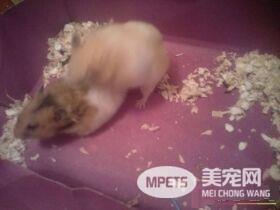 金丝熊的饲养方法 金丝熊绝对需要一笼一鼠饲养