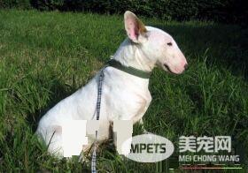 迷你牛头梗幼犬怎么喂 每天需要喂食3到4顿