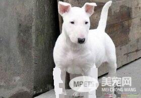迷你牛头梗幼犬怎么喂 每天需要喂食3到4顿