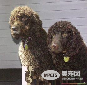 爱尔兰雪达犬的技能 爱尔兰雪达犬怎么训练