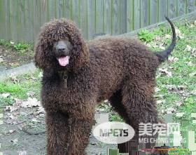 爱尔兰雪达犬的技能 爱尔兰雪达犬怎么训练