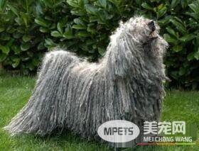 波利犬怎么大小便 初期培养时要适当控制食量