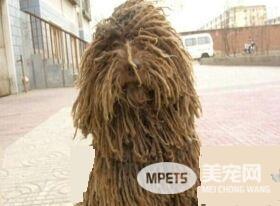 波利犬怎么大小便 初期培养时要适当控制食量