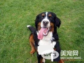 伯恩山犬初养适应度 吃饭时间限制在10分钟