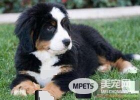 伯恩山犬初养适应度 吃饭时间限制在10分钟