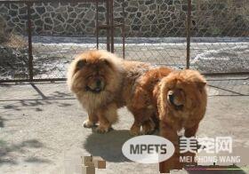松狮犬好调教么 应该从简单的习惯和生活态度开始