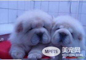 松狮犬好调教么 应该从简单的习惯和生活态度开始