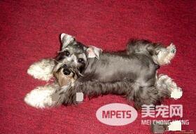 迷你雪纳瑞犬饲养 每天应有肉类250到350克