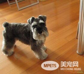 迷你雪纳瑞犬饲养 每天应有肉类250到350克
