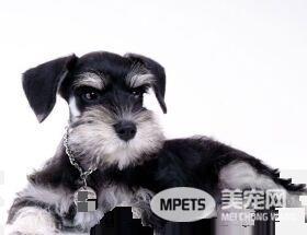 迷你雪纳瑞犬怎么喂养 含有大量脂肪的肉类不能喂