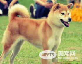 日本秋田犬是柴犬吗 秋田犬和柴犬是不同的狗狗