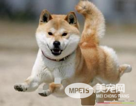 日本秋田犬是柴犬吗 秋田犬和柴犬是不同的狗狗