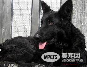 如何辨别比利时牧羊犬 非常匀称的正方形比例的狗
