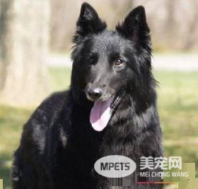 如何辨别比利时牧羊犬 非常匀称的正方形比例的狗
