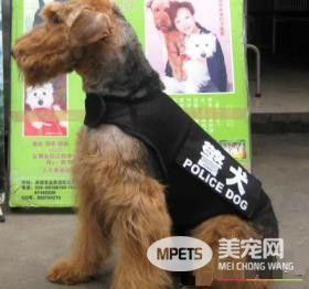如何分辨纯种万能梗 万能梗头部和耳朵为棕色