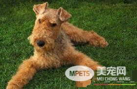 如何分辨纯种万能梗 万能梗头部和耳朵为棕色