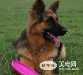 如何饲养德国牧羊犬 动物性饲料是犬的主食