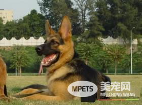 如何饲养德国牧羊犬 动物性饲料是犬的主食
