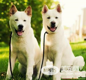 秋田犬鉴别 秋田犬头部宽阔形成一个钝三角形