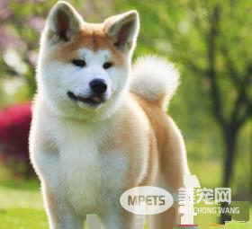 秋田犬鉴别 秋田犬头部宽阔形成一个钝三角形