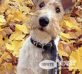 如何喂养刚毛猎狐梗 每次喂饲的份量少并易於消化