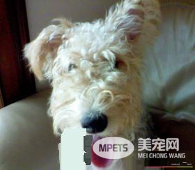 如何辨别刚毛猎狐梗 耳朵呈V字形很小中等厚度