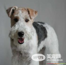 如何辨别刚毛猎狐梗 耳朵呈V字形很小中等厚度