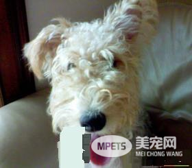 如何给刚毛猎狐梗剪毛 剪毛时切忌剪破犬的皮肤