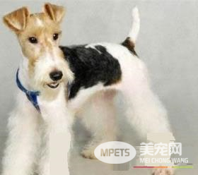 如何给刚毛猎狐梗剪毛 剪毛时切忌剪破犬的皮肤