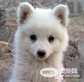 如何饲养银狐犬 用幼犬狗粮或者幼犬羊奶粉喂狗