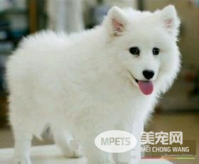 如何饲养银狐犬 用幼犬狗粮或者幼犬羊奶粉喂狗