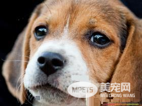 如何让比格犬安静下来 运动可以消耗狗狗的体力