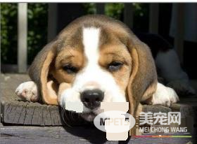 如何让比格犬安静下来 运动可以消耗狗狗的体力