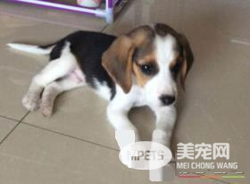 如何防止比格犬咬东西 要当着比格犬的面说不行