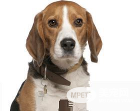如何防止比格犬咬东西 要当着比格犬的面说不行